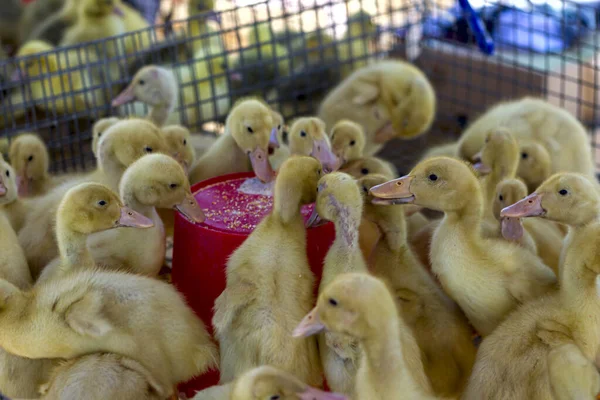 Itik Kuning Kecil Duduk Dalam Kotak Pasar Burung — Stok Foto