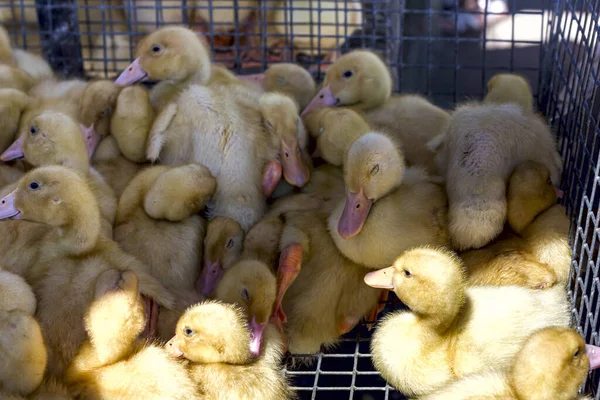 Kleine Gele Eendjes Zitten Een Doos Vogelmarkt — Stockfoto