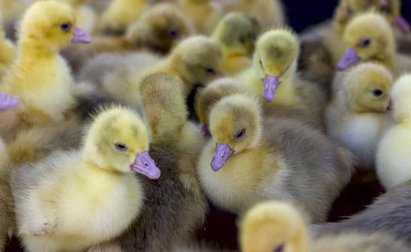 Kleine Gele Kuikens Zitten Een Doos Vogelmarkt — Stockfoto