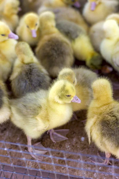 Kleine Gele Kuikens Zitten Een Doos Vogelmarkt — Stockfoto