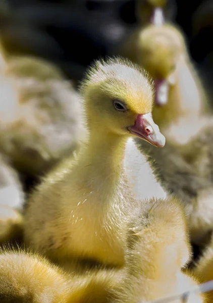 Kleine Gele Kuikens Zitten Een Doos Vogelmarkt — Stockfoto