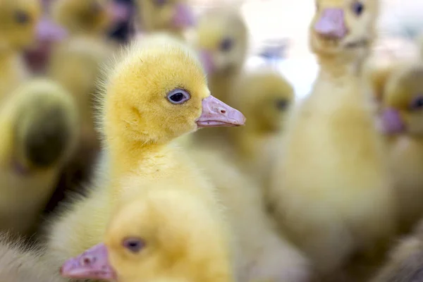 Kleine Gele Kuikens Zitten Een Doos Vogelmarkt — Stockfoto