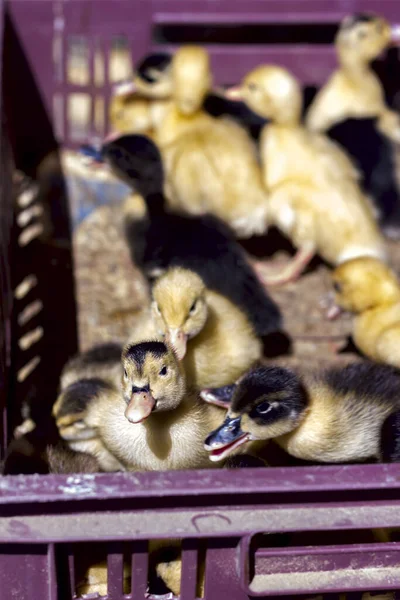 Kleine Gele Eendjes Zitten Een Doos Vogelmarkt — Stockfoto