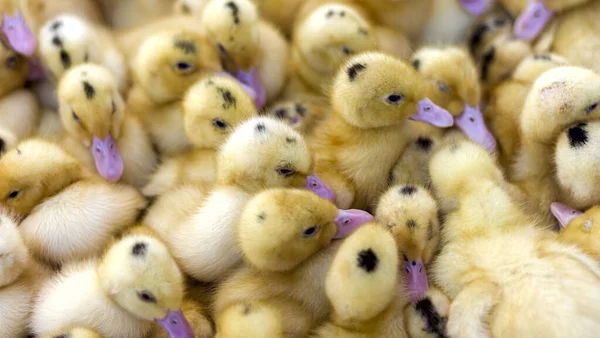 Itik Kuning Kecil Duduk Dalam Kotak Pasar Burung — Stok Foto