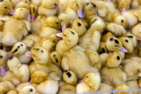 Itik Kuning Kecil Duduk Dalam Kotak Pasar Burung — Stok Foto