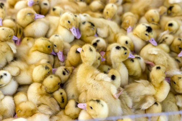 Kleine Gele Eendjes Zitten Een Doos Vogelmarkt — Stockfoto