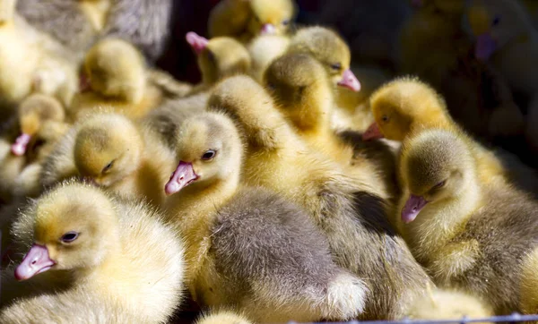 Kleine Gele Kuikens Zitten Een Doos Vogelmarkt — Stockfoto