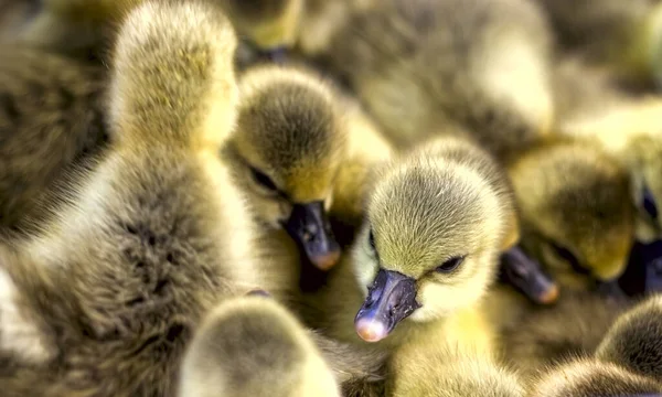 Küçük Sarı Ördekler Kuş Pazarında Bir Kutuda Oturuyorlar — Stok fotoğraf
