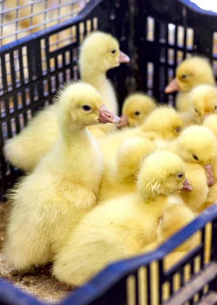 Kleine Gele Eendjes Zitten Een Doos Vogelmarkt — Stockfoto