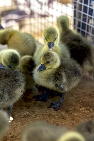 Piccoli Goslings Gialli Sono Seduti Una Scatola Mercato Degli Uccelli Foto Stock Royalty Free