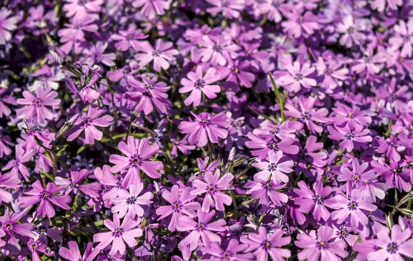 moss pink Phlox subulata of lilac color blooms in full cover on a flower bed close-up background