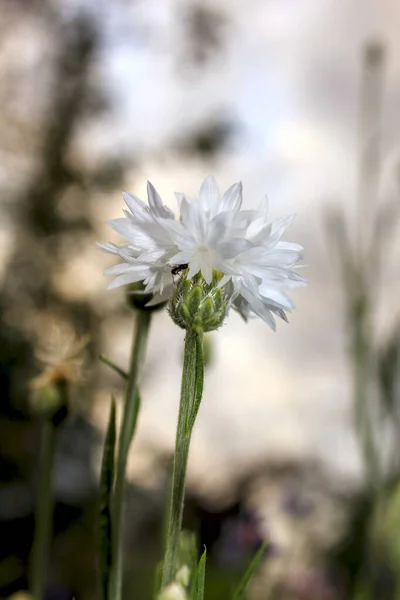 Hybrid Weiße Kornblume Blüht Frühling Einem Park Auf Einem Blumenbeet — Stockfoto
