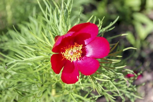 Paeonia Tenoifolia Ανθίζει Την Άνοιξη Φωτεινό Ροζ Closeup Ένα Ένα Εικόνα Αρχείου