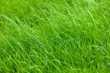 Parlak yeşil çimenler yakın