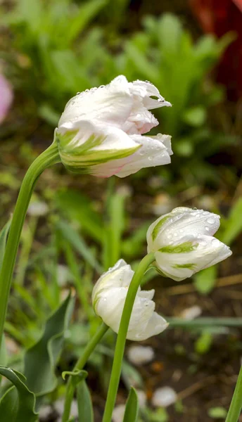 Güzel Beyaz Pembe Laleler Çiçek Tarhındaki Çiy Damlalarının Yapraklarında Oyulmuş — Stok fotoğraf