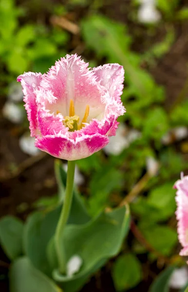 Piękne Delikatne Różowe Tulipany Wyrzeźbioną Krawędzią Płatkach Kroplach Rosy Łóżku — Zdjęcie stockowe