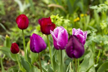 Güzel pembe ve mor laleler kapalı ve yarı açık bir çiçek tarlasında çiy damlalarında