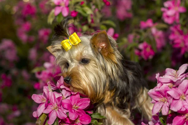 Yorkshire Terrier Dog Portrait Yellow Bow Background Bright Pink Flowers — Stock Photo, Image