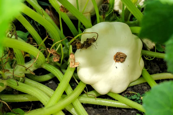 Kahverengi Göbekli Beyaz Olgun Patison Yeşil Yaprakların Arasında Yetişir Telifsiz Stok Imajlar