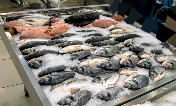Taze Kesilmiş Büyük Kırmızı Balık Alabalığı Somon Balığı Bir Markette - Stok İmaj