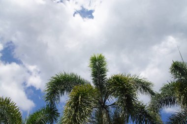 Palmiye ağaçları, mavi gökyüzü, beyaz bulutlar