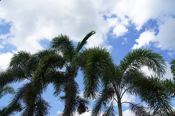 Palmeiras Céu Azul Nuvens Brancas — Fotografia de Stock