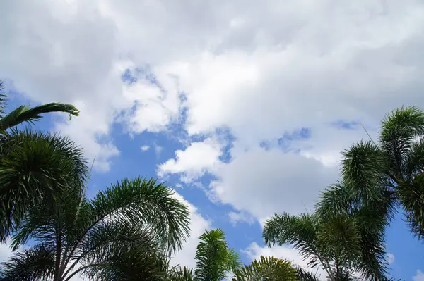 Palmeiras Céu Azul Nuvens Brancas — Fotografia de Stock