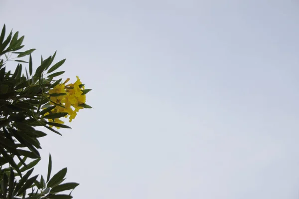 Flor Amarela Belo Céu Azul Nuvens Brancas Decorados Como Fundo — Fotografia de Stock