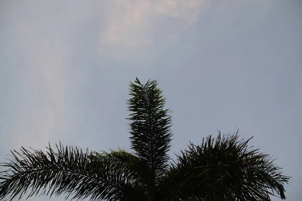 Lindas Folhas Palma Céu Azul Nuvens Brancas Decoradas Como Fundo — Fotografia de Stock