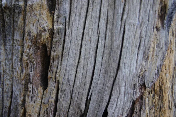 Alte Holzmasermauer Verfällt — Stockfoto