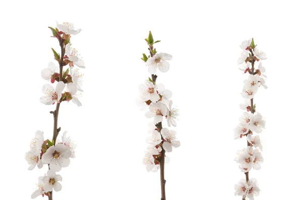 Spring fruit-tree flowers. Three apricot branches in bloom isolated on white background. — Stock Image Spring Fruit Tree Flowers Three Apricot Branches Bloom Isolated White Stock Image