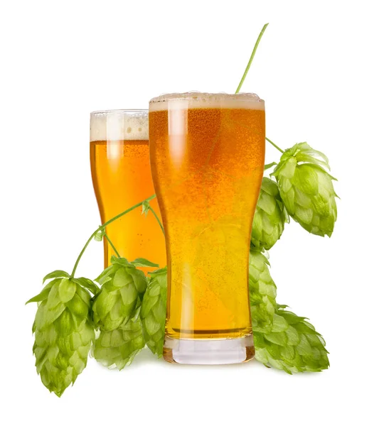 Light India Pale Ale beer in two glasses with branch hops cones isolated on white background
