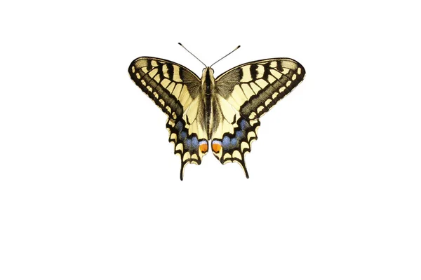 Swallowtail butterfly isolated on white background with clipping path. Top view, closeup