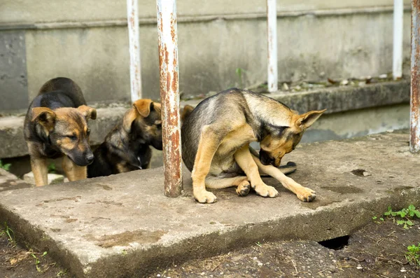 Pack of stray dogs. Sick dog. Social problem