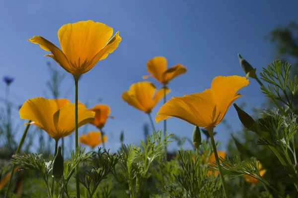 California orange yellow poppy in green grass