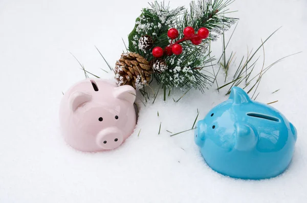 Pink and blue ceramic  pig piggy Bank on snow with fir branch, Christmas holiday, winter season