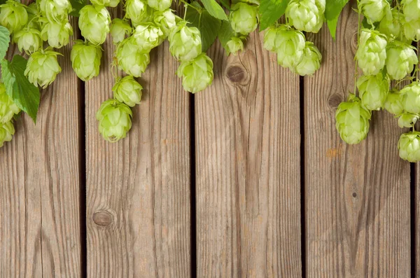 Green fresh hops plant cones on wooden fence background with copy space