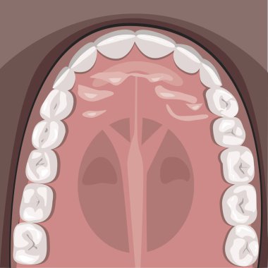 Bir insanın çenesindeki dişler, anatomik bir vektör çizimi w