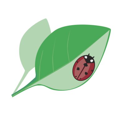 Beyaz arka planda izole edilmiş kırmızı bir dişi böcek ve yeşil yaprak.