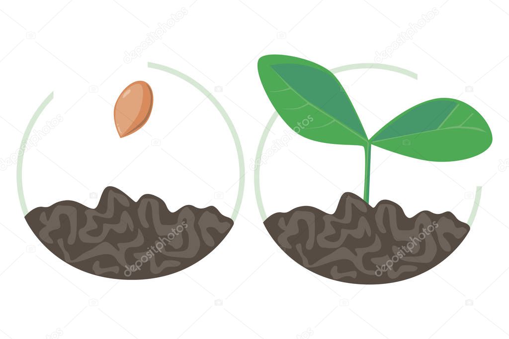 A sprout and seed in the earth in a semicircle are isolated on a