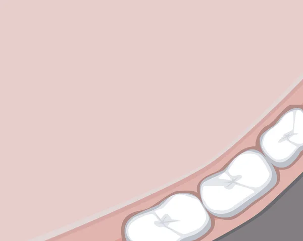 A oral cavity with molar and gums of an adult or child and place for text, a flat vector stock illustration with copy space and teeth — 스톡 벡터