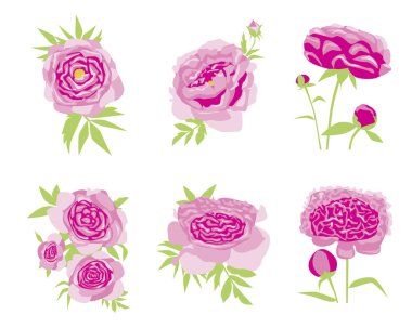 Tasarım ya da baskı için bir şakayık seti ya da koleksiyonu, pembe şakayık ya da gül çiçekleri ve yeşil yapraklı düz vektör stok çizimi