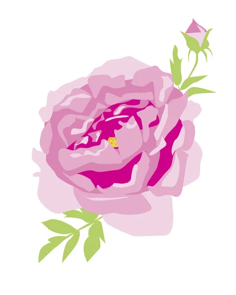 페니스 (Peony) 는 디자인이나 인쇄를 위해 흰색 배경에 분리되어 있으며, 분홍색이나 장미 꽃 또는 역으로 페오니 (Peony) 가 그려진 평평 한 벡터 층 이 있다. — 스톡 벡터
