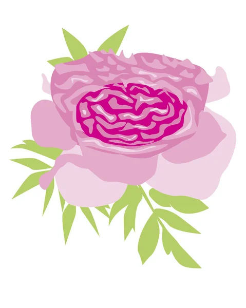 Пион выделяется на белом фоне для печати, плоская векторная иллюстрация с розовыми пионерскими цветами или розами и зелеными листьями для оформления — стоковый вектор