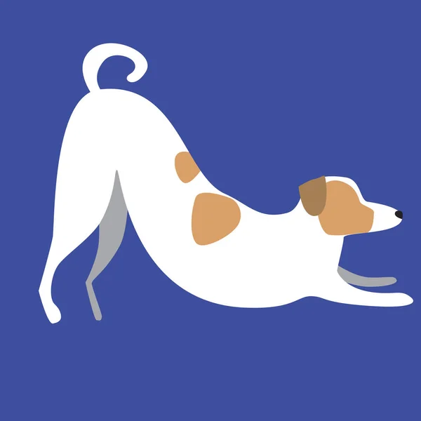 Jack Russell Terrier Estira Como Concepto Yoga Gimnasia Lindo Vector — Archivo Imágenes Vectoriales