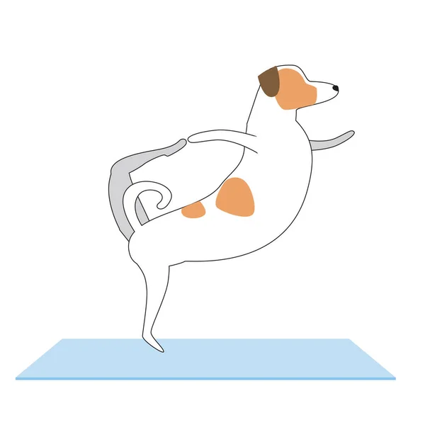 Personaje Jack Russell Terrier Practica Yoga Como Concepto Salud Espiritual — Archivo Imágenes Vectoriales