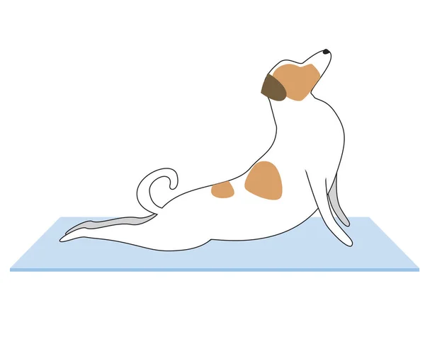 Cute Jack Russell Terrier Practica Yoga Como Concepto Personaje Dibujos — Vector de stock
