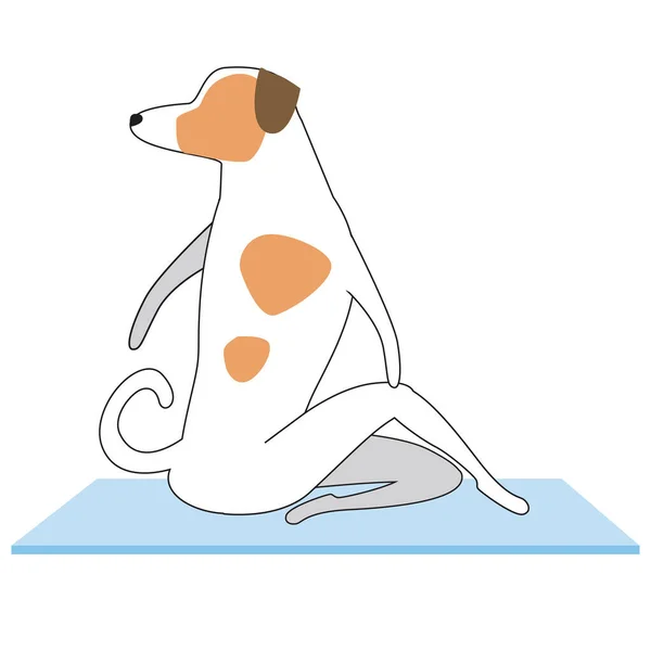 Jack Russell Terrier Practica Yoga Hace Ardhamatsyasana Asana Sobre Una — Vector de stock