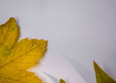 Metin, kopya alanı için beyaz kağıt, güzel düşmüş sarı, yeşil ve kahverengi sonbahar yaprakları, düz sonbahar kompozisyonu, dizüstü bilgisayar görünümü