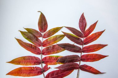 Beyaz arkaplanda küçük sonbahar kırmızı ve turuncu yapraklar, eğimli renk, sonbahar doğal detayları, kopyalama alanı, düz yatış